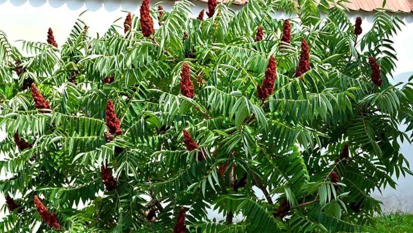 Çiftçiler kuraklığa karşı sumak üretimine özendiriliyor