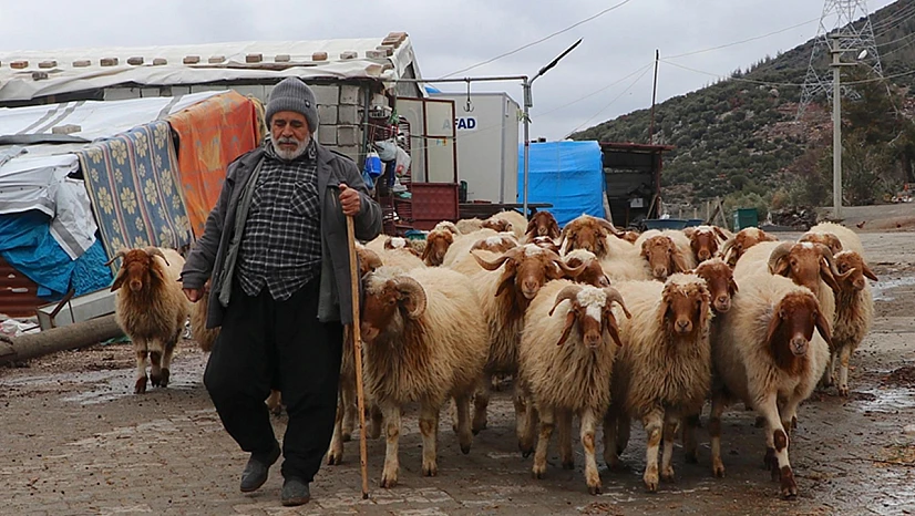 Depremlerde hayvanları telef olan yetiştirici yeniden üretime geçti