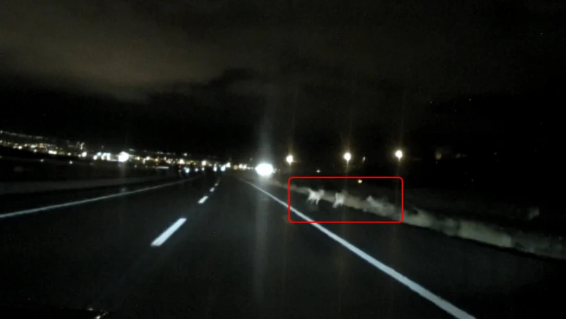 Kar yağışı sonrası kurtlar şehre indi