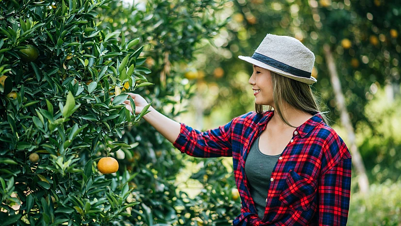 Narenciye ihracatı 2025'te Türkiye'ye 1 milyar 477 milyon 58 bin dolar kazandırdı