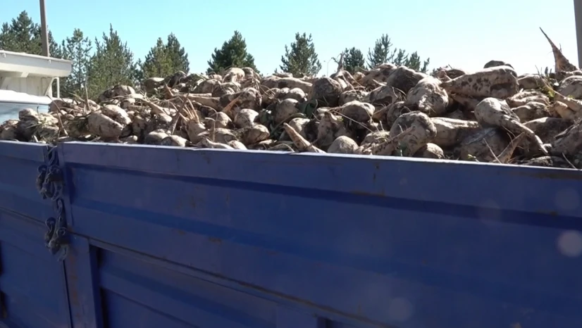 Şeker fabrikaları pancar alımına başladı