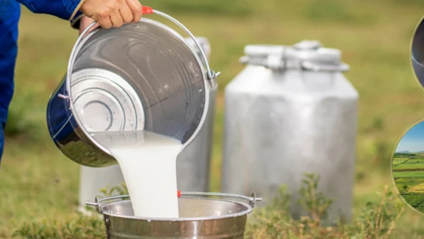 Türkiye'nin çiğ süt üretimi arttı