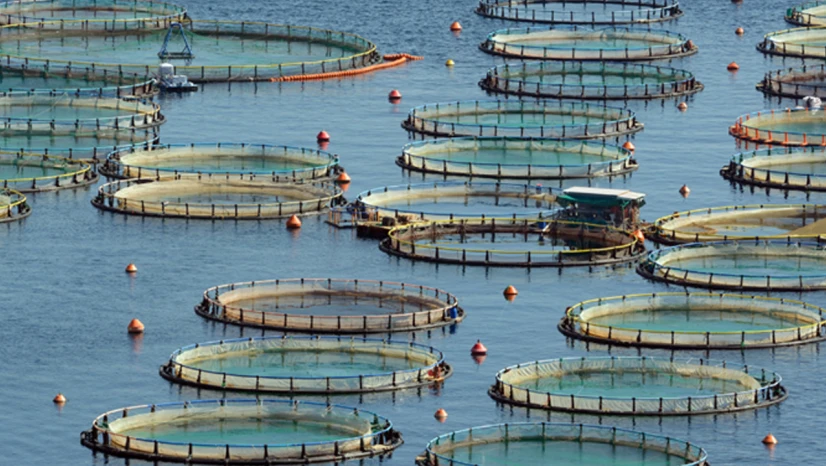 Türkiye, üretimde bölge birincisi