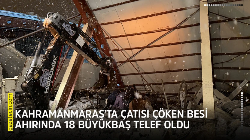 Kahramanmaraş'ta çatısı çöken besi ahırında 18 büyükbaş telef oldu