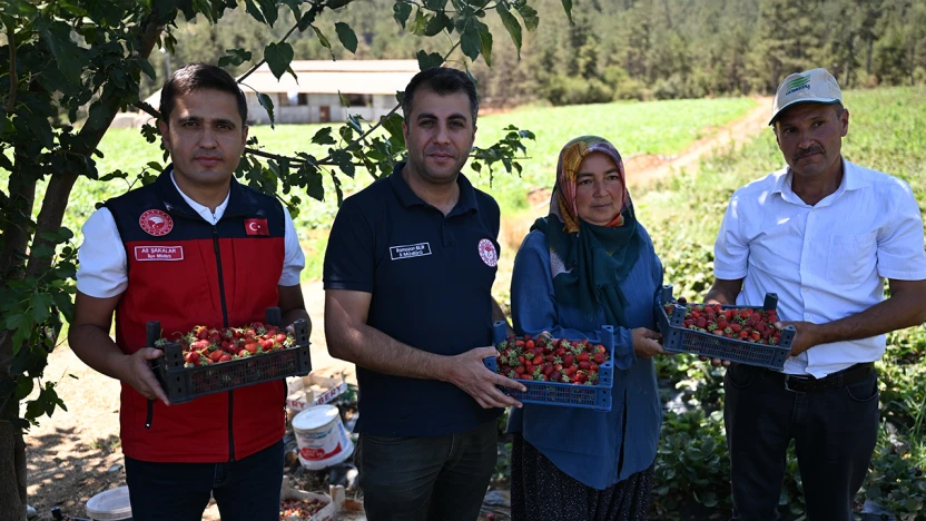 Kahramanmaraş'tan 50 ülkeye çilek ihracatı