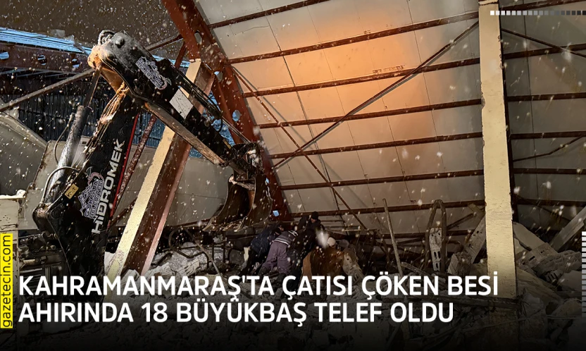Kahramanmaraş'ta çatısı çöken besi ahırında 18 büyükbaş telef oldu