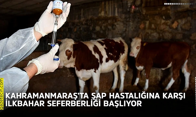 Kahramanmaraş'ta şap hastalığına karşı ilkbahar seferberliği başlıyor