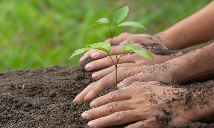 Kahramanmaraş'ta yüzde 50 hibeli fidan desteği ek başvurusu başladı