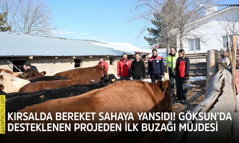 Kırsalda bereket sahaya yansıdı! Göksun'da desteklenen projeden ilk buzağı müjdesi